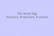The Avian Egg Structure, Production, Function. Topics Anatomy of the Egg Anatomy of Avian Female Reproductive Tract Process of Egg Formation Aspects of