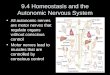 9.4 Homeostasis and the Autonomic Nervous System All autonomic nerves are motor nerves that regulate organs without conscious control Motor nerves lead