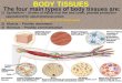 BODY TISSUES The four main types of body tissues are: 1) Epithelium – Sheets of tissue that line and cover, provide protection specialized for absorption/secretion