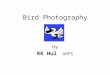 Bird Photography by KK Hui ARPS. Bird Photography 1.Why Bird Photography?Why Bird Photography? 2.Ethics of Bird PhotographyEthics of Bird Photography