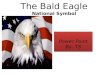 The Bald Eagle National Symbol Power Point By: TS