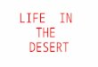 LIFE IN THE DESERT. THE COATIS OF THE SONORA DESERT