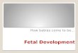 Fetal Development How babies come to be…. An egg goes down the fallopian tube after ovulation; if a sperm makes its way from the vagina through the uterus