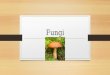 Fungi. The Kingdom Fungi includes some of the most important organisms, both in terms of their ecological and economic roles Eukaryotic- contain membrane