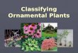Classifying Ornamental Plants Objectives ► Describe systems used for classifying plants. ► Describe the differences between annuals, biennials, and perennials