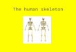 The human skeleton. Your skeleton’s 3 main jobs: 1. Your skeleton gives you your shape. If you didn’t have a skeleton, you would be a blob! 2. Your skeleton
