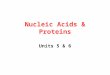 Nucleic Acids & Proteins Units 5 & 6. Nucleic Acids Nucleic Acids are Polymers made of Nucleotides 3 Parts: a)Phosphate group b)5-Carbon Sugar c)Nitrogen