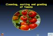 Cleaning, sorting and grading of Tomato Next. Cleaning, sorting and grading of Tomato Introduction  Cleaning