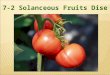 7-2 Solanceous Fruits Diseases.  Leaf mould is a disease of tomatoes only.  The disease is a common and destructive disease on tomatoes worldwide grown