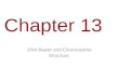 Chapter 13 DNA Repair and Chromosome Structure. You Must Know DNA proofreading and packaging