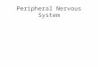 Peripheral Nervous System. Human Anatomy and Physiology, 7e by Elaine Marieb & Katja Hoehn Copyright © 2007 Pearson Education, Inc., publishing as Benjamin
