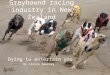 Greyhound racing industry in New Zealand Dying to entertain you By Claire Sweeney