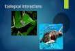 Ecological Interactions. What is Ecology  Ecology is the interactions between various organisms and their environments.  This includes interactions