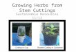 Growing Herbs from Stem Cuttings Sustainable Resources 11/12 Mrs. Earland 2013/2014
