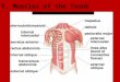 E. Muscles of the Trunk. 1. Muscles of the Thoracic Wall a. intercostals (external/internal) * L: between ribs * A: elevate/depress rib cage (breathing)