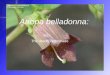 Atropa belladonna: The deadly nightshade. Taxonomy Kingdom: Plantae Class: Magnoliophyta Order: Solanales Family: Solanaceae Genus: Atropa Species: A