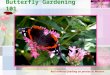 Butterfly Gardening 101 Red Admiral feeding on pentas at Mercer