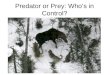 Predator or Prey: Who’s in Control?. Many real populations look like this. Why?