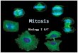 Mitosis Biology I G/T. Why do cells divide? To make a new organismTo make a new organism GrowthGrowth RepairRepair Replacement of normal cell lossReplacement
