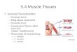 5.4 Muscle Tissues General Characteristics – Generate force – Bring about movement – Generate heat – Composed of fibers called actin and myosin=myofilaments