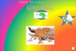 How to Look After A Chameleon? By Elise Imray Where do I buy a chameleon? Chameleons can be found in mainly reptile shops but also some pet shops like