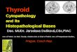 Thyroid Cytopathology and Its Histopathological Bases Doc. MUDr. Jaroslava Dušková,CSc,FIAC Inst. of Pathol. 1st Med. Faculty, Charles Univ. & Chair of