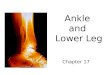 Ankle and Lower Leg Chapter 17. Ankle Bony Anatomy Talus (link between lower leg & foot) Tibia â€“Medial malleolus Fibula â€“Lateral malleolus Tibial tuberosity