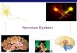 AP Biology 2003-2004 Nervous System Regents Biology 2003-2004 Why do animals need a nervous system?  Because the world is always coming at you! Remember…