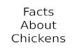 Facts About Chickens. A female chicken is called a “Hen”