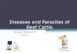 Diseases and Parasites of Beef Cattle Animal Science 1 Unit 2