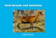 Goat Breeds and Selection Capra hircus. Goat Breeds and Selection Overview U Major Breeds of Goats (Dairy, Meat and Mohair)