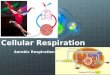 Cellular Respiration Aerobic Respiration Let’s Review Anaerobic Respiration: Does not require Oxygen Aerobic Respiration: REQUIRES Oxygen Name 2 types