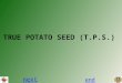 TRUE POTATO SEED (T.P.S.) next end. next previousend Tiny botanical seeds of potato obtained by crossing two parental lines of Potato, a substitute of