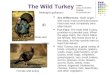 The Wild Turkey Sex Differences: Male larger, with much more prominent beard, head and neck completely bare, often bluish. Fun Fact: The male Wild Turkey