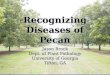 Recognizing Diseases of Pecan Jason Brock Dept. of Plant Pathology University of Georgia Tifton, GA