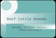 Beef Cattle Breeds Breeds, Origins, Colors, Characteristics