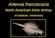 Artemia franciscana North American brine shrimp (Crustacea, Anostraca)