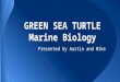 GREEN SEA TURTLE Marine Biology Presented by Austin and Mike