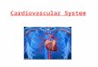 Cardiovascular System. Parts of the Heart Atrium: Also known as Auricles. the smaller superior chambers of the heart where blood collects either from