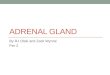 ADRENAL GLAND By RJ Olski and Zack Wynne Per 2. Endocrine System at a glance Regulate Hormones Regulates Body Processes Saliva Sweat
