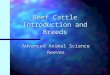 Beef Cattle Introduction and Breeds Advanced Animal Science Reeves