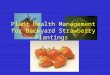 Plant Health Management for Backyard Strawberry Plantings