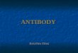 ANTIBODY Babitha Elias. DEFINITION Antibodies are substances which are formed in the serum or tissue fluids in response to an antigen. Antibodies react