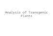 Analysis of Transgenic Plants. 1.Regeneration on Selective Medium Selectable Marker Gene
