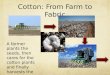Cotton: From Farm to Fabric A farmer plants the seeds, then cares for the cotton plants and finally harvests the cotton lint