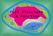 Cell Structure & Function 8/21/2015 4. Definition of Cell A cell is the smallest unit that is capable of performing life functions