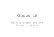 Chapter 16 Urinary System and the Excretion System