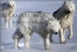Arctic Wolf By Brittany Bossman. Classifacation Kingdom-Animilia Phylum-Chordata Order-Cornivora Family-Canidae Genus-Canis Speices-lupus Subspeices-hudsonius