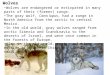 Wolves Wolves are endangered or extirpated in many parts of their (former) range. The gray wolf, Canis lupus, had a range in North America from the arctic