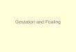 Gestation and Foaling. Average 338-343 days. Normal gestation can range from 320-380 days. Gestation Length